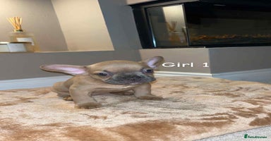 French Bulldog dogs - Advert 12