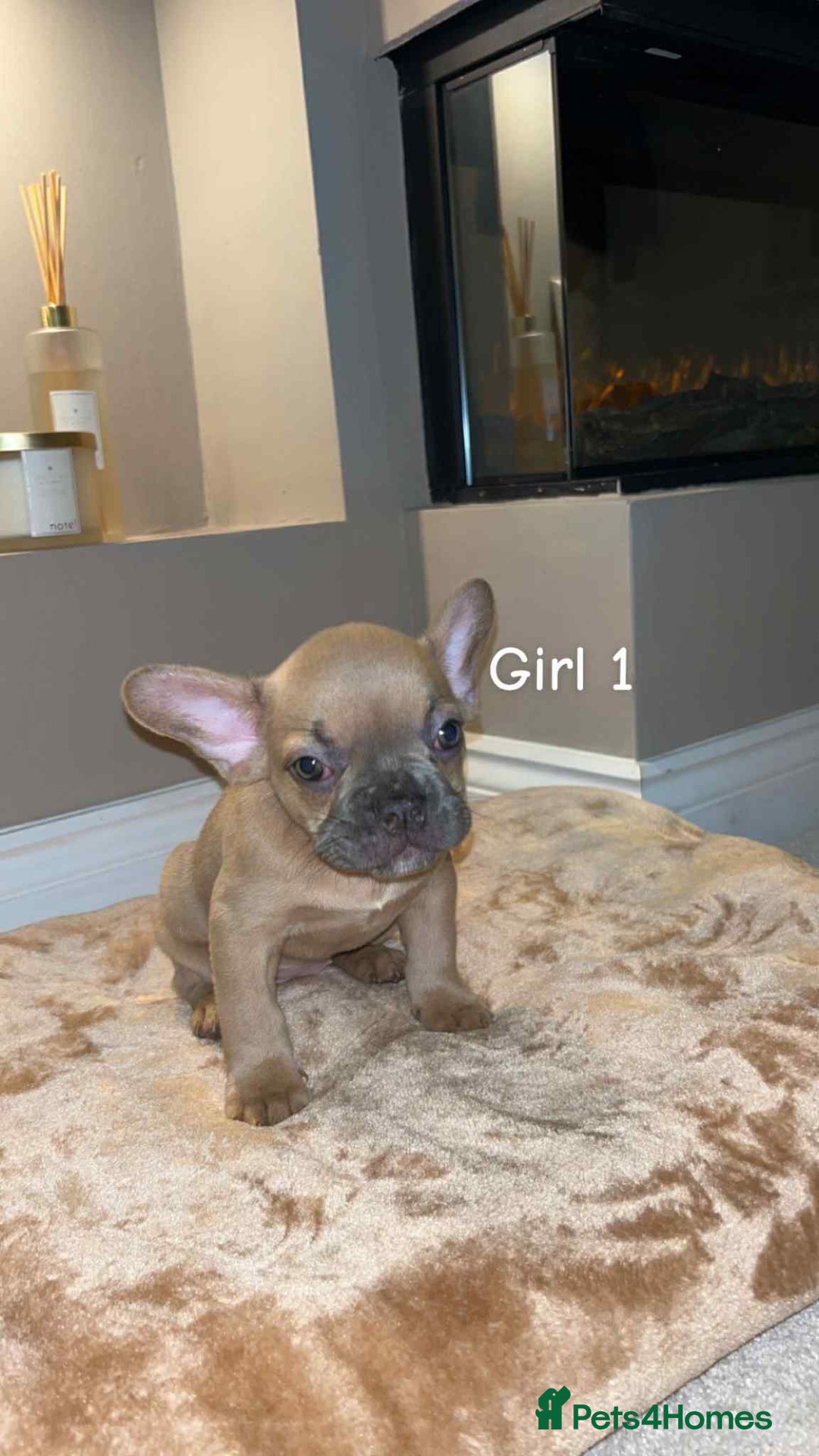 French Bulldog dogs for sale: FRENCH BULLDOG puppies 🐶  - Image 3