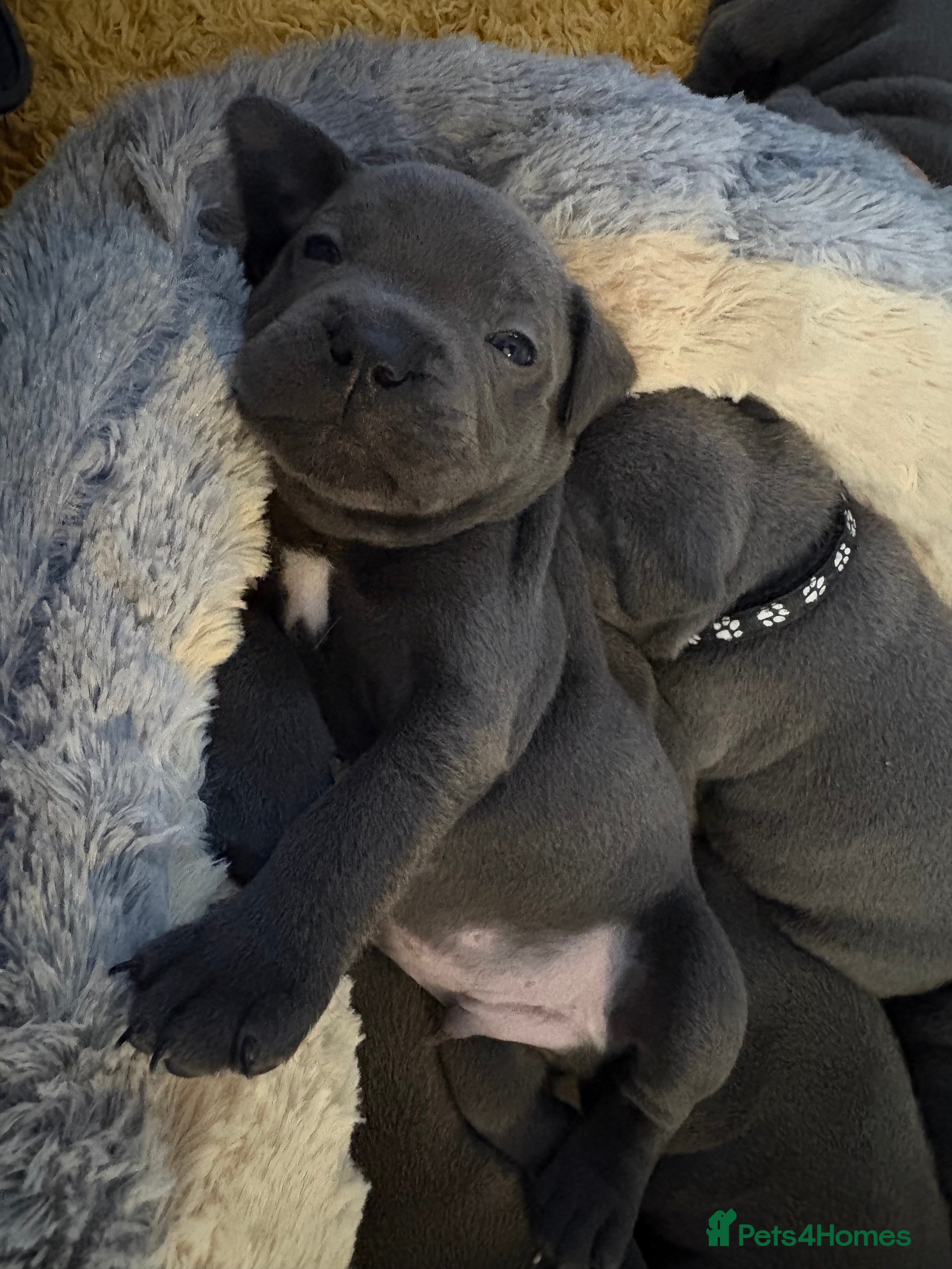 Staffordshire Bull Terrier dogs High quality KC registered Blue staffy puppies - Advert 12