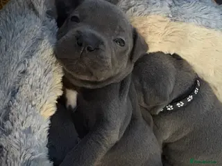 Staffordshire Bull Terrier dogs High quality KC registered Blue staffy puppies - Advert 12
