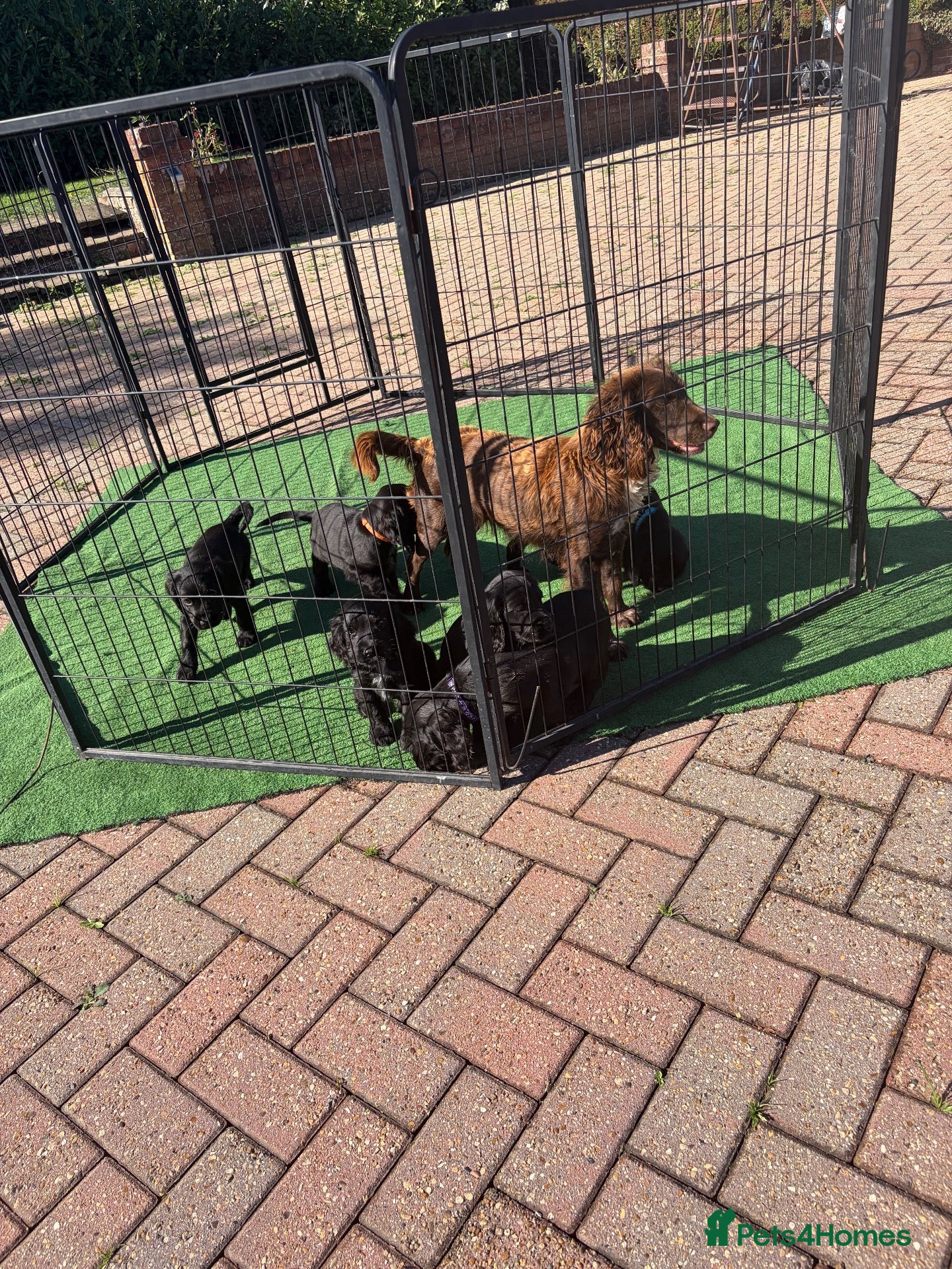 Cocker Spaniel dogs Beautiful 6 black cocker spaniel!  - Advert 3