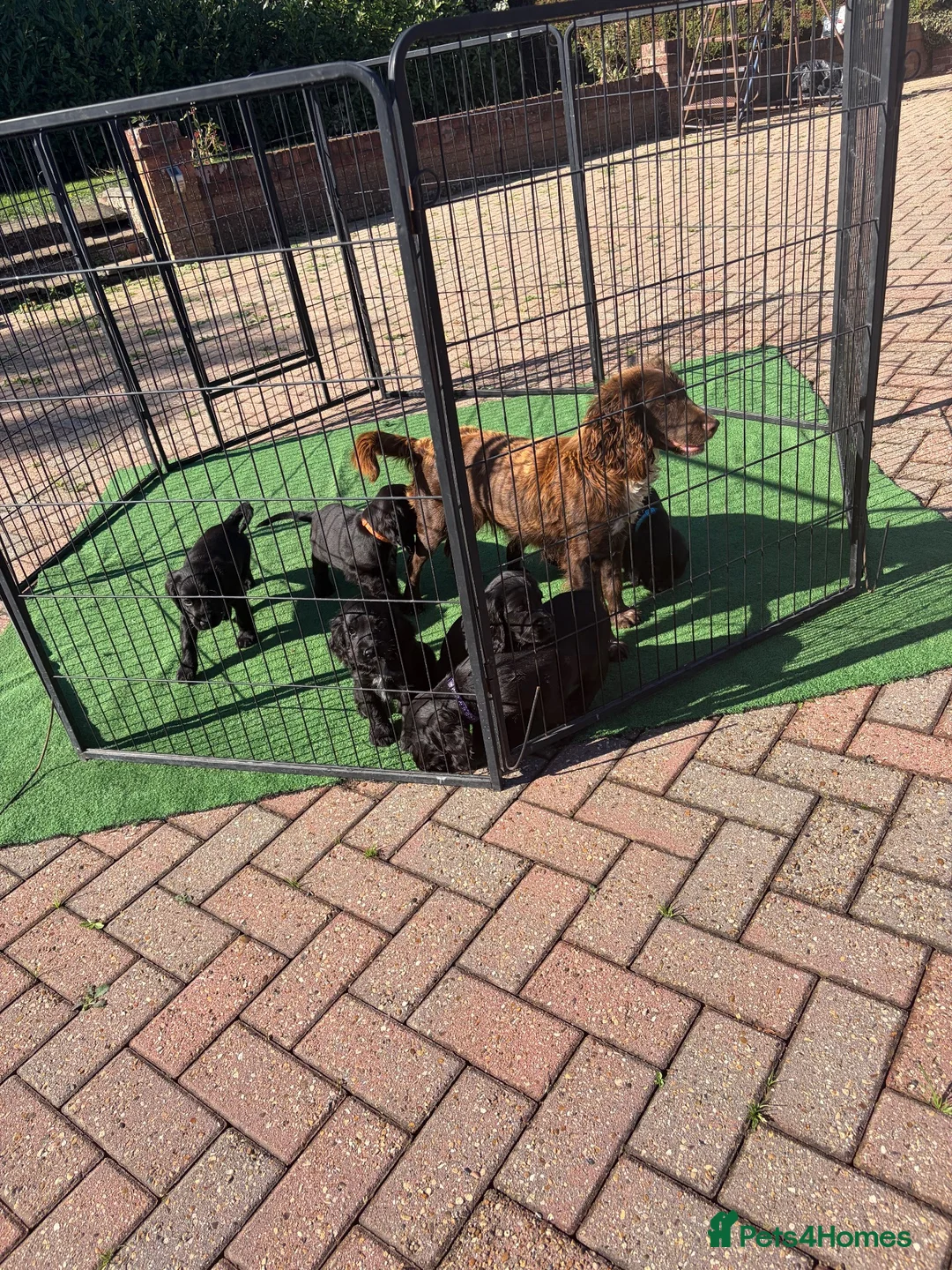 Cocker Spaniel dogs for sale: Beautiful 6 black cocker spaniel!  - Advert 1