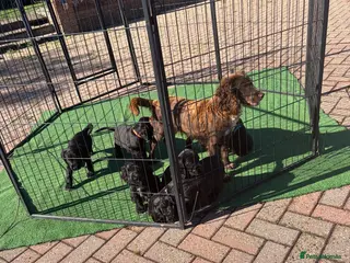 Cocker Spaniel dogs Beautiful 6 black cocker spaniel! - Advert 1