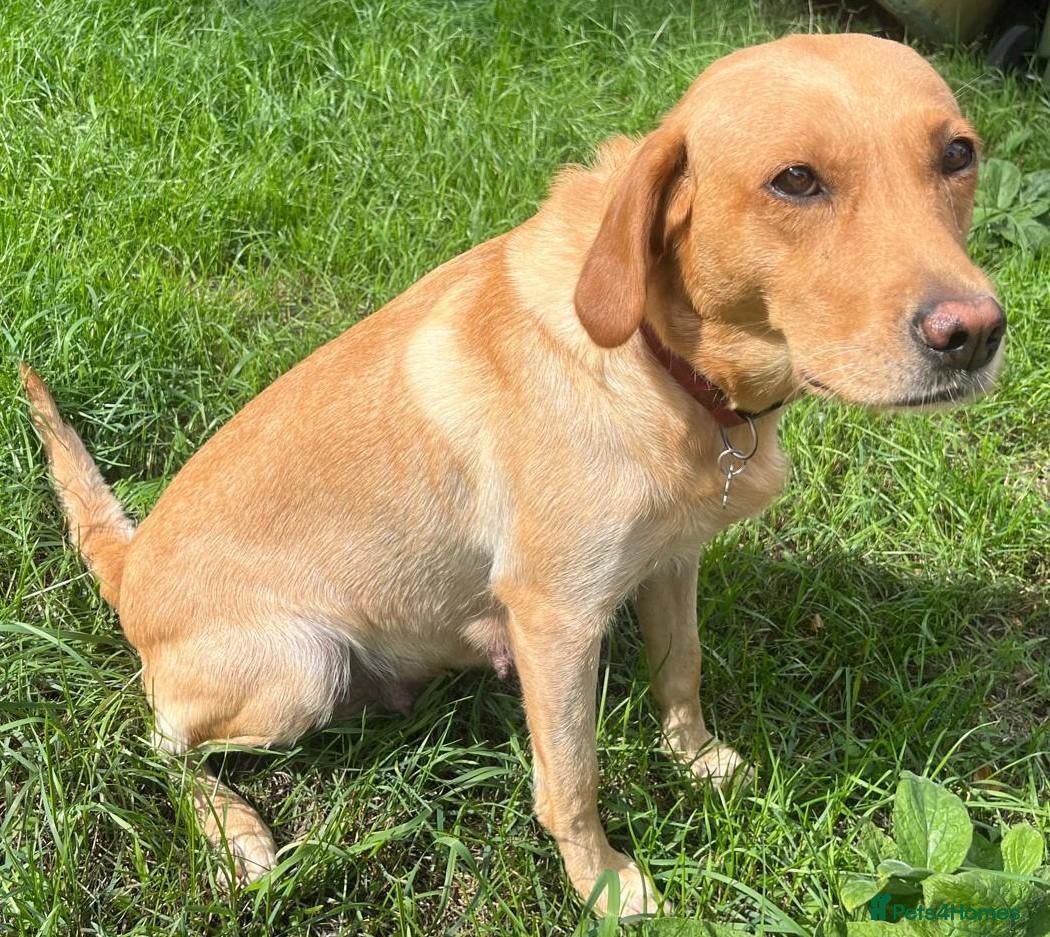 Labrador Retriever dogs Outstanding KC Registered Fox Red Labrador Puppies - Advert 1