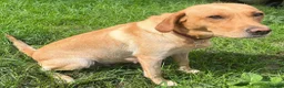 Labrador Retriever dogs for sale: Outstanding KC Registered Fox Red Labrador Puppies - Advert 1