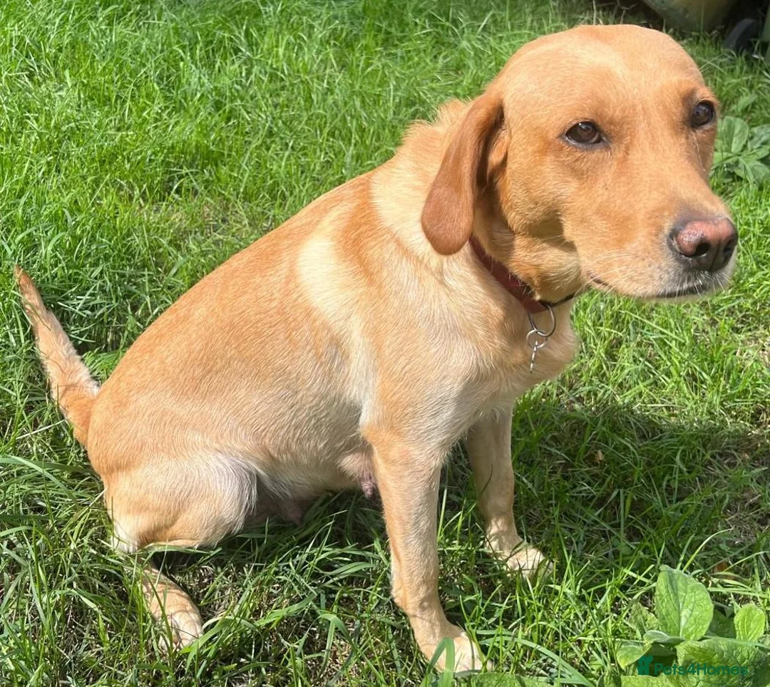 Labrador Retriever dogs for sale: Outstanding KC Registered Fox Red Labrador Puppies - Advert 1