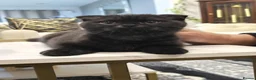 Scottish Fold cats for sale: Scottish Fold Kittens  - Advert 4