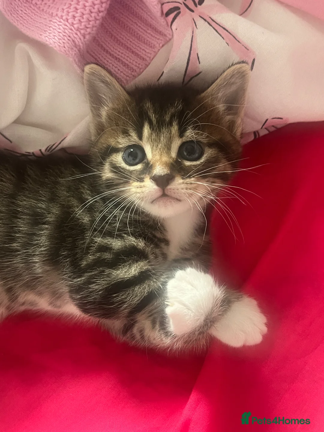 Mixed Breed cats for sale: Beautiful boys  - Advert 2