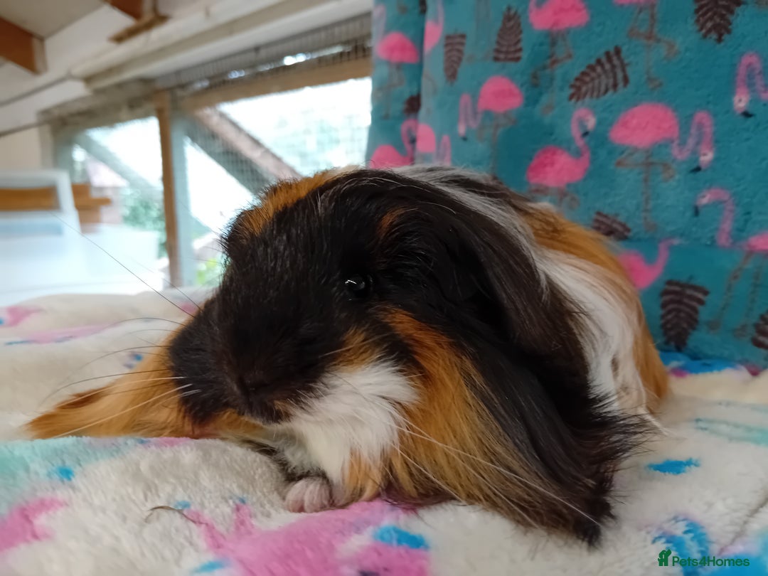 Guinea Pig rodents for sale: Baby Boars Different Breeds/Young Adult Sheltie in Swadlincote - Image 11