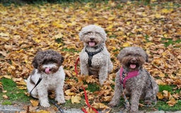Lagotto Romagnolo dogs for sale: Beautiful Lagotto Romagnolo puppies, KC reg - Image 12