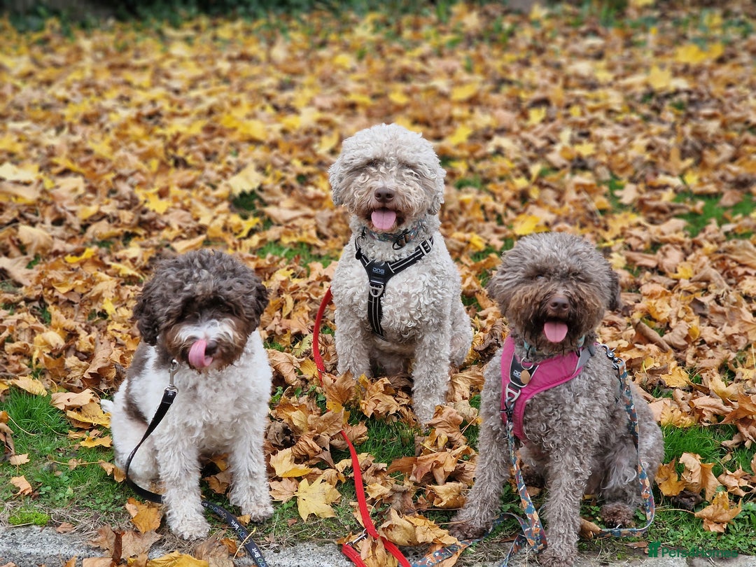 Lagotto Romagnolo dogs for sale: Beautiful Lagotto Romagnolo puppies, KC reg - Image 12