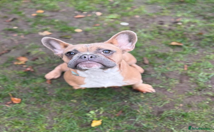 French Bulldog dogs Puppy frenchie - Advert 13