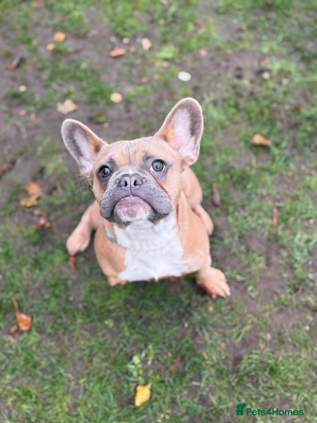 French Bulldog dogs for sale: Puppy frenchie - Advert 1