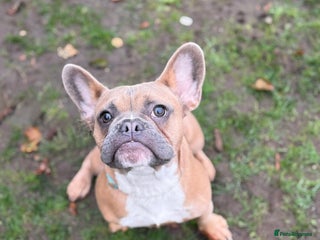 French Bulldog dogs Puppy frenchie - Advert 1