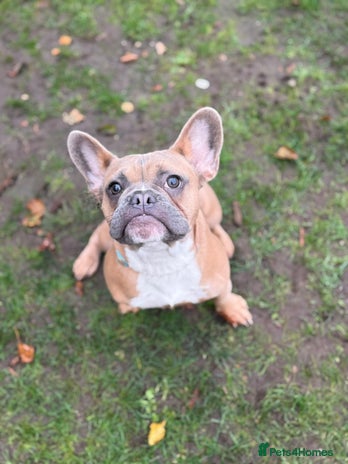 French Bulldog dogs Puppy frenchie - Advert 1