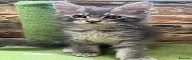 Maine Coon 4