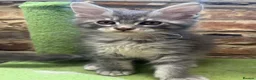 Maine Coon cats for sale: Maine coon kittens 🐱  in London - Advert 11