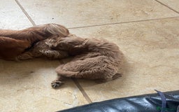 Cockapoo dogs for sale: F1 Apricot / Red Cockapoo’s  in Wetherby - Image 14