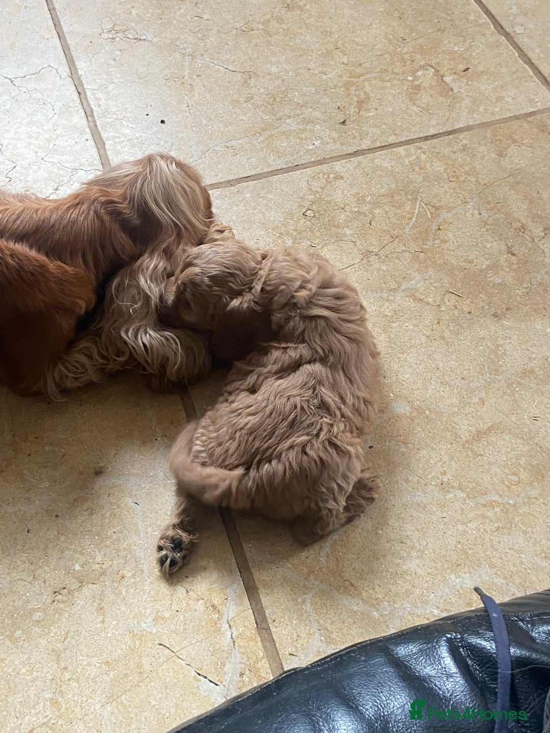 Cockapoo dogs for sale: F1 Apricot / Red Cockapoo’s  in Wetherby - Image 14