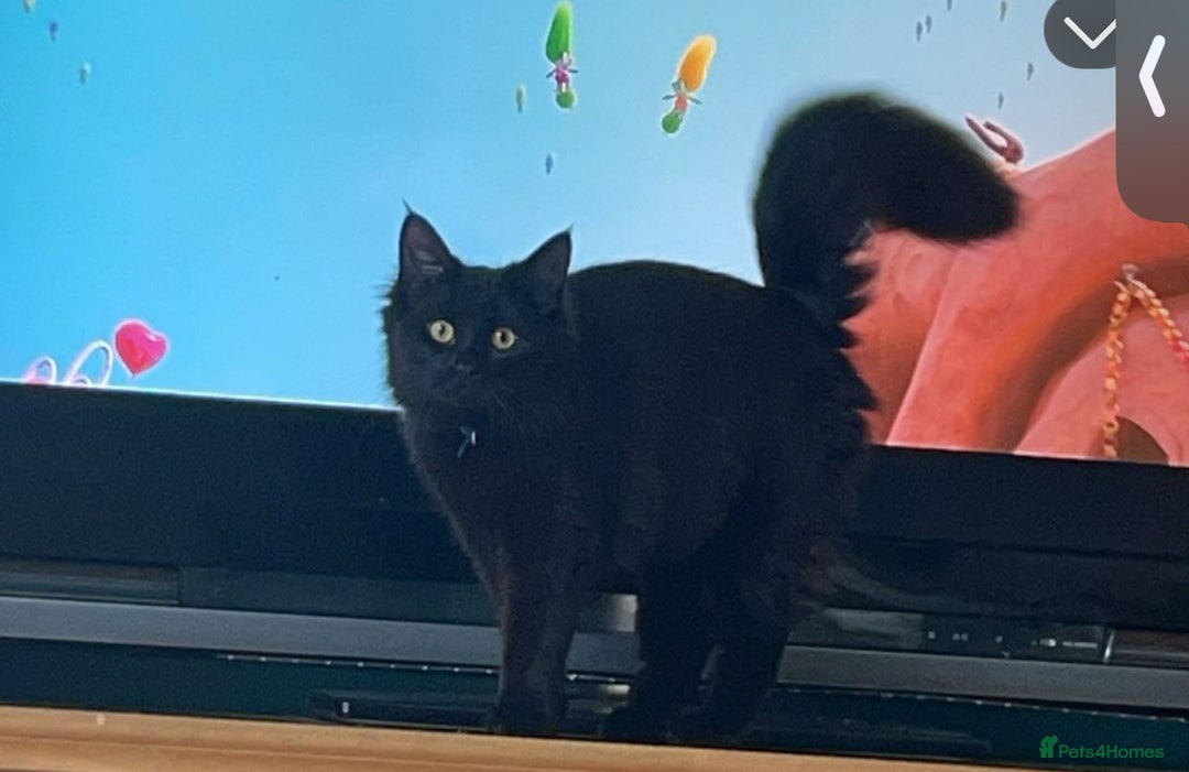 Mixed Breed cats for sale: 2 cats for sale  - Advert 2