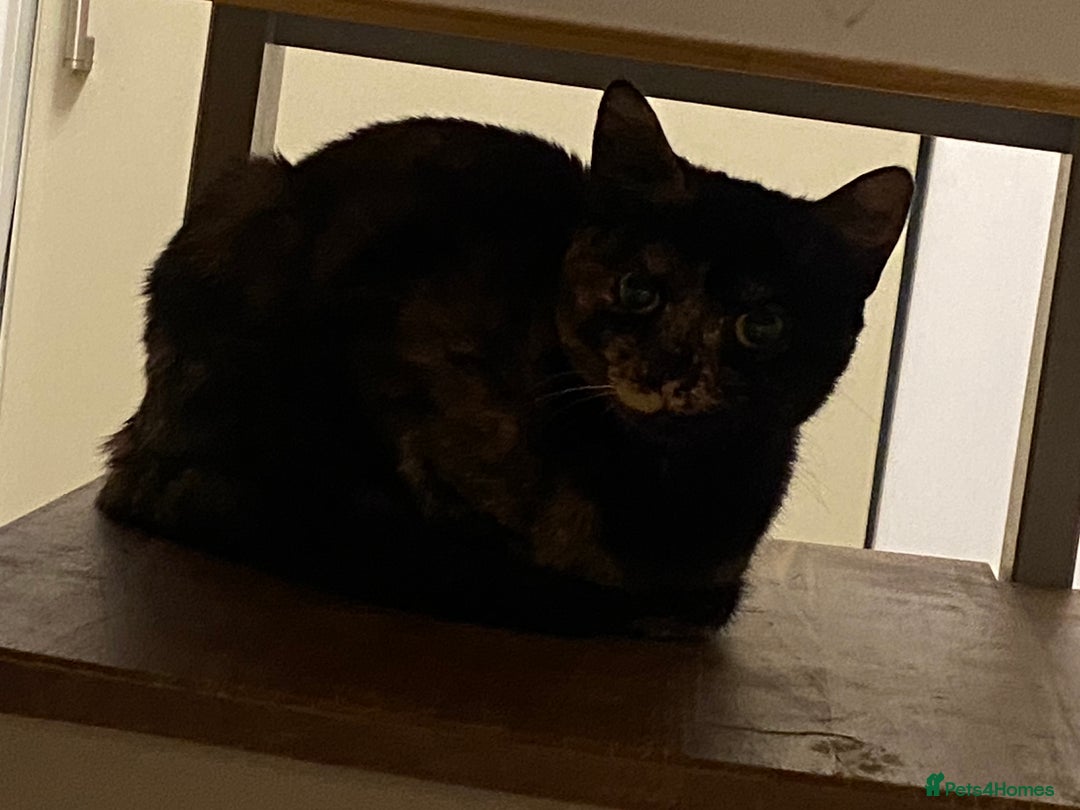 British Shorthair cats for sale: 2 cats for rehoming - Advert 5