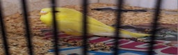 Budgerigars birds for sale: Budgies for sale ,  9 weeks +  - Advert 2