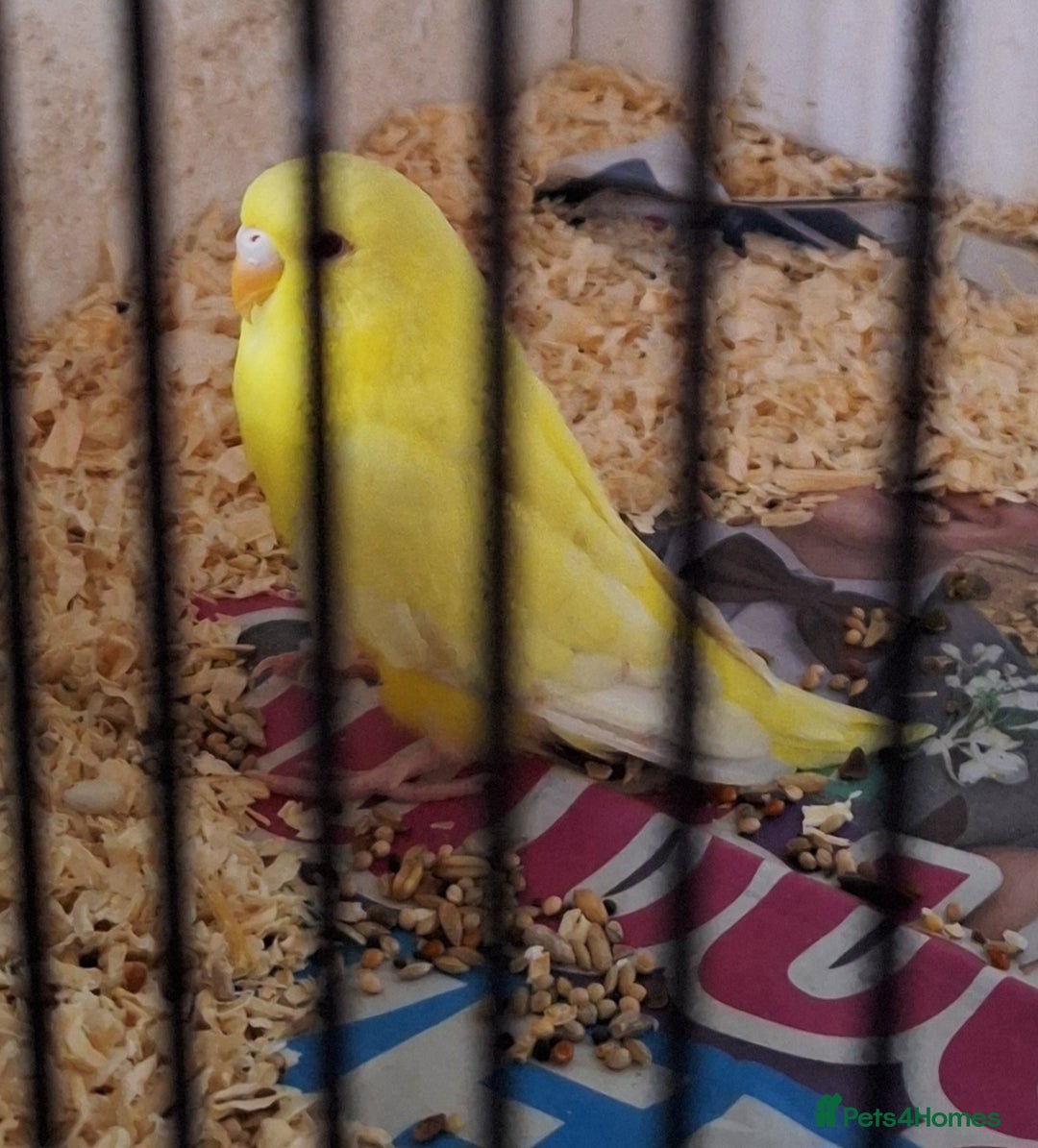 Budgerigars birds for sale: Budgies for sale ,  9 weeks +  - Advert 2