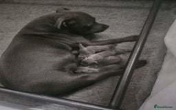 Staffordshire Bull Terrier dogs for sale: Staffordshire BullTerrier blue 💙  - Image 5