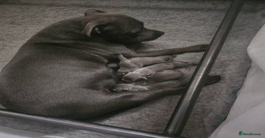 Staffordshire Bull Terrier dogs KC Staffordshire BullTerrier blue 💙 Bullscaff 🐾  - Advert 9