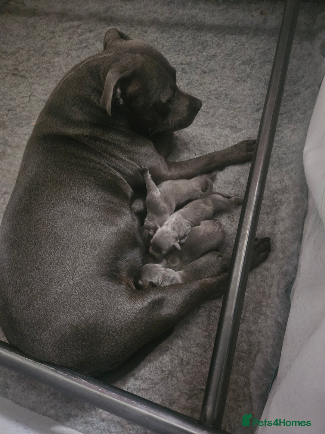 Staffordshire Bull Terrier dogs for sale: Staffordshire BullTerrier blue 💙  - Image 5