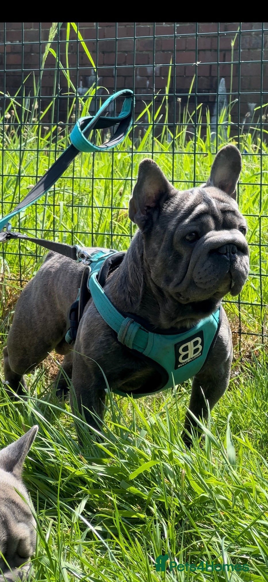 French Bulldog dogs HIGHEST QUALITY AVAILABLE  in London - Advert 22