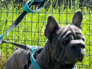 French Bulldog dogs HIGHEST QUALITY AVAILABLE in London - Advert 5