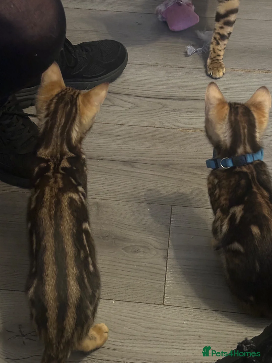 Bengal cats for sale: Pure breed bengals - Advert 11