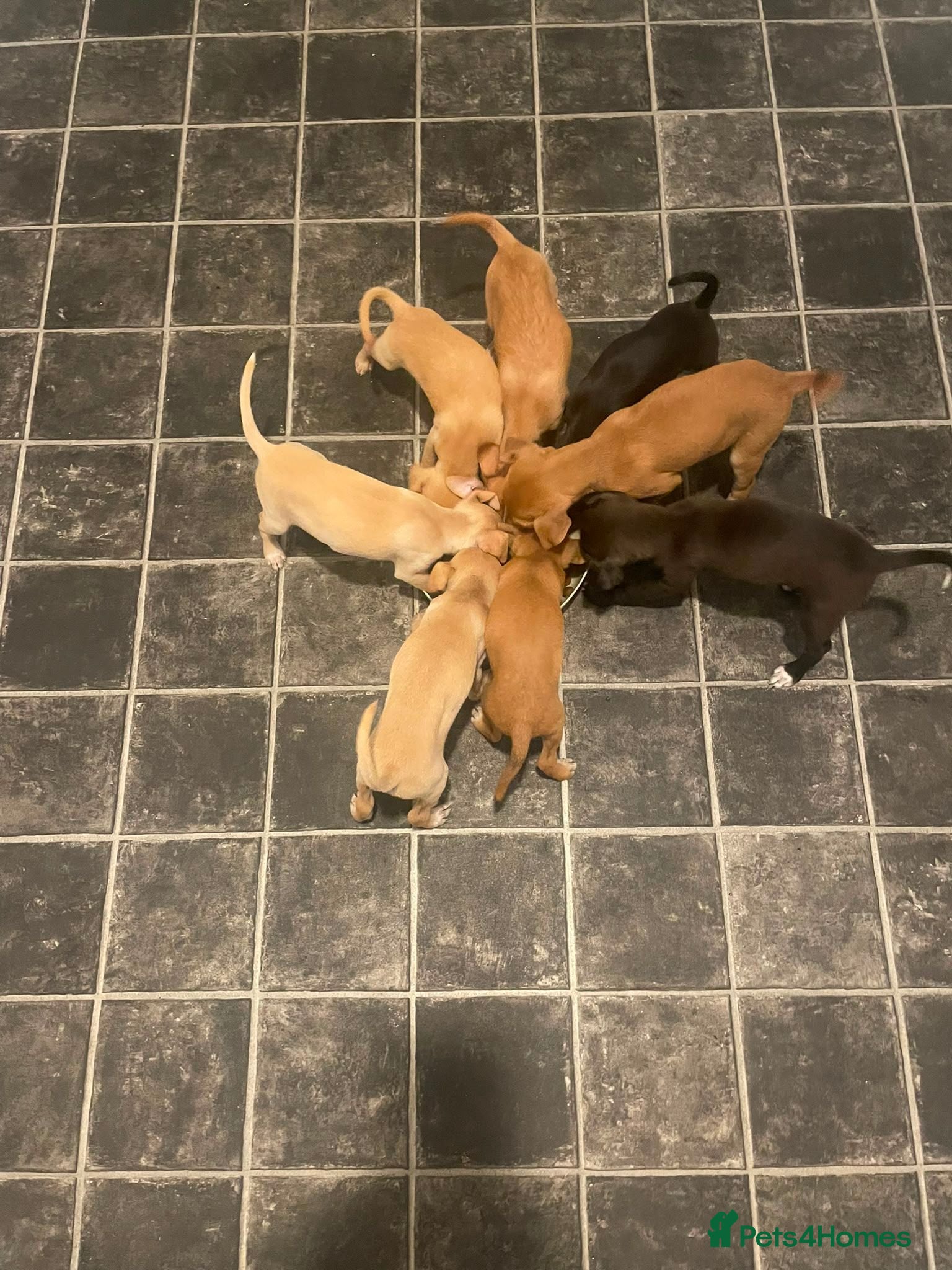 Mixed Breed dogs Italian greyhound x patterdale - Advert 7