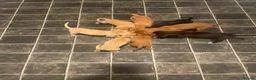 Mixed Breed dogs for sale: Italian greyhound x patterdale - Advert 1