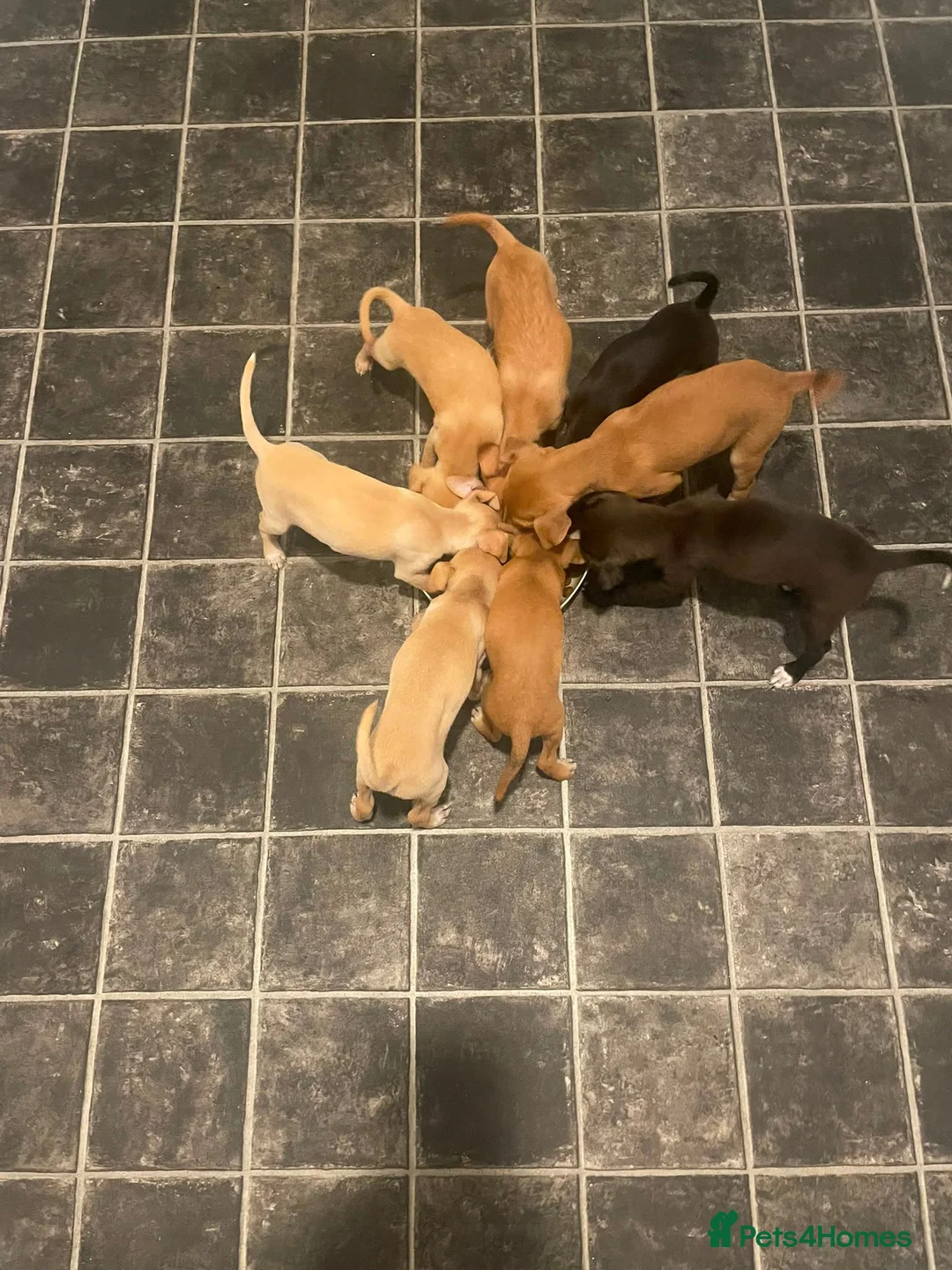 Mixed Breed dogs for sale: Italian greyhound x patterdale - Advert 1