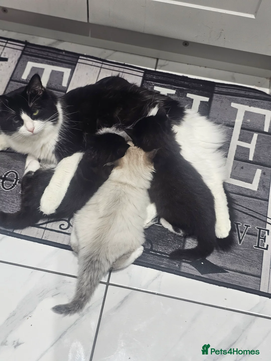 Ragdoll cats for sale: Beautiful rare kittens with blue eys. in Skelmersdale - Advert 12