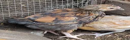 Chickens poultry for sale: Newborn baby chicks for sale in London  - Advert 15