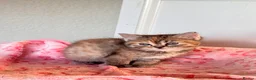Persian cats for sale: Pure bred beautiful persian kittens  - Advert 12
