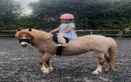 Welsh Section A horses for sale: Toni The Pony 10.3hh Mare 🦄 - Image 22