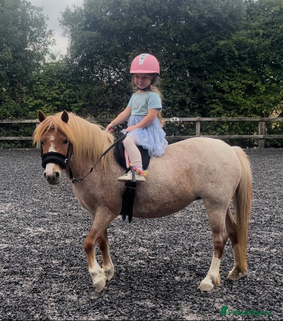Welsh Section A horses for sale: Toni The Pony 10.3hh Mare 🦄 - Image 22
