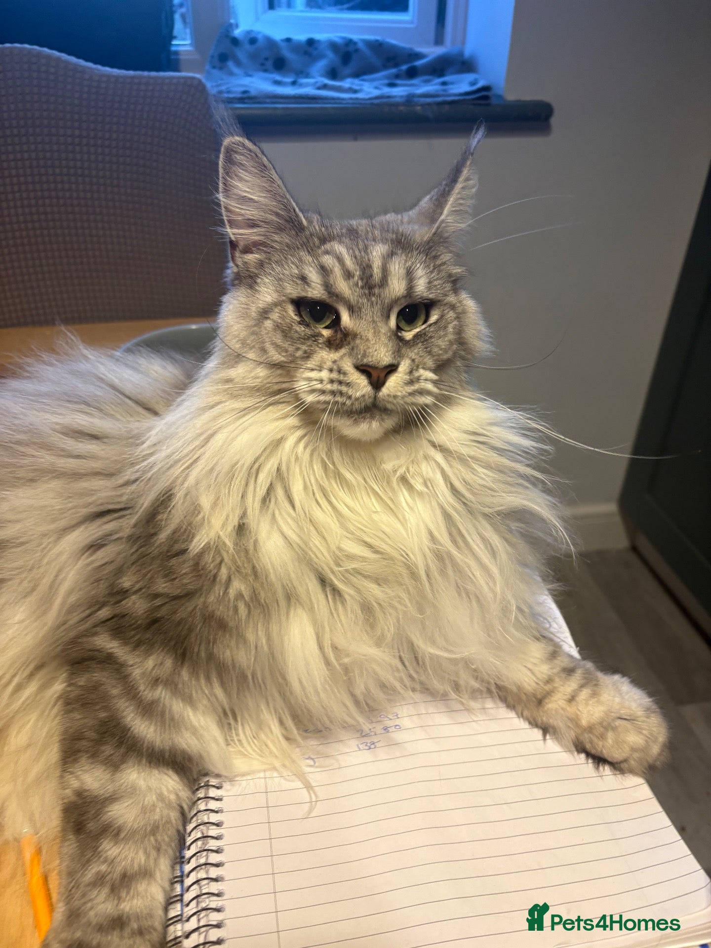 Maine Coon cats Maine coon - Advert 1