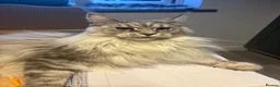 Maine Coon cats for sale: Maine coon in Shipston-on-Stour - Advert 1