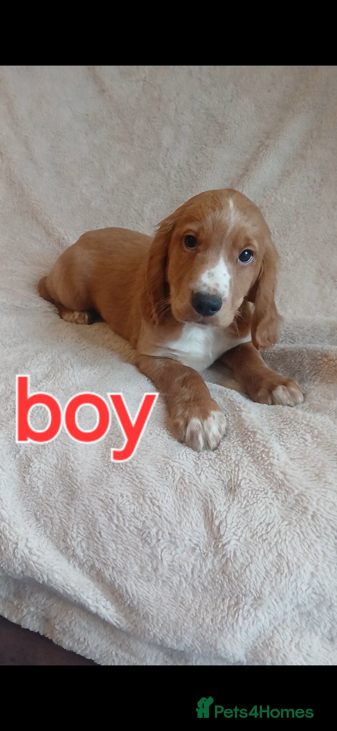 Cocker Spaniel dogs for sale: Cocker puppies fully jabbed ready now  - Image 1