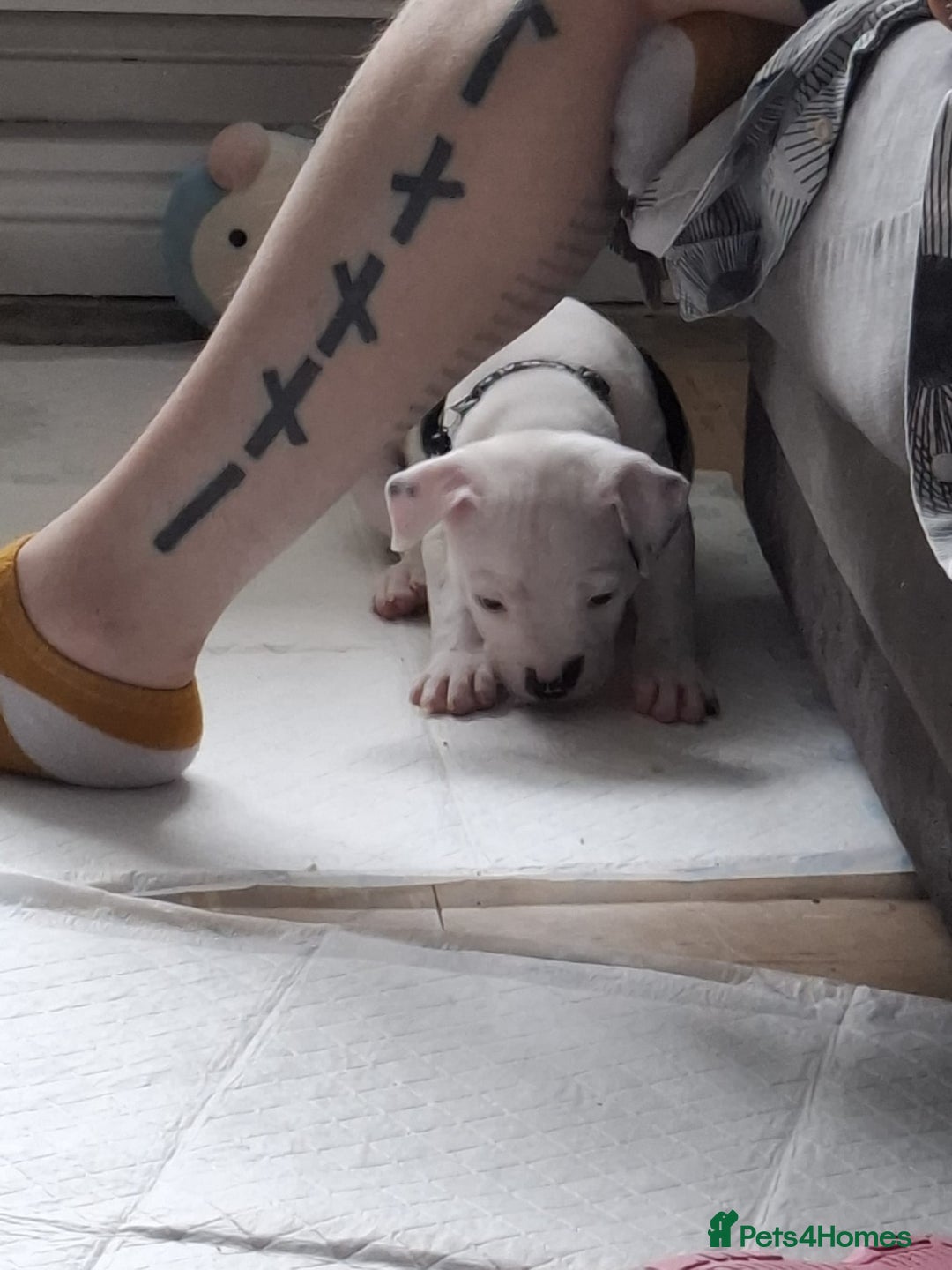 Staffordshire Bull Terrier dogs for sale: Male pup 4 sale  - Image 3