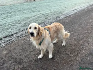 Golden Retriever dogs 🐾 Proven Golden Retriever Stud Available 🐾 - Advert 6