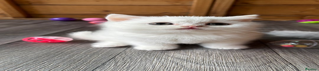 British Shorthair Kitten 2