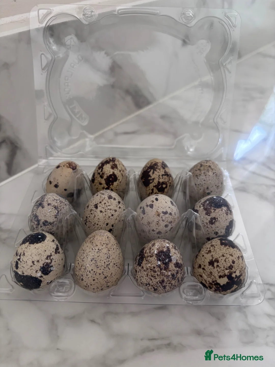 Quail poultry for sale: Coturnix quail eggs in Reading - Advert 2