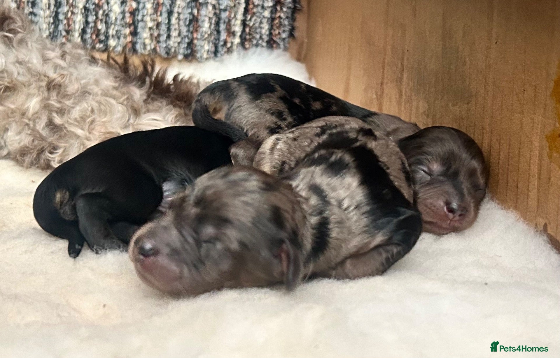 Cavapoo dogs Stunning chocolate merle cavapoo puppies - Advert 1
