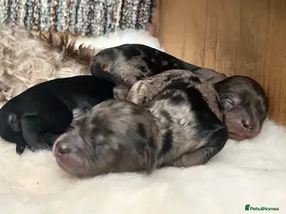 Cavapoo dogs Stunning chocolate merle cavapoo puppies - Advert 1